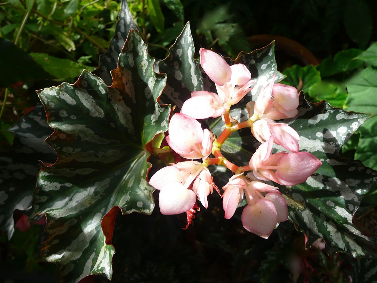 B. ‘Black Magic’